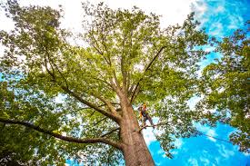 Best Tree Mulching  in Northlake, TX