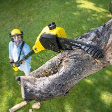 Tree and Shrub Care in Northlake, TX