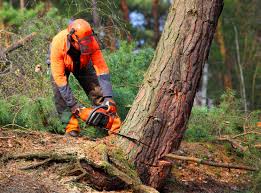 Best Commercial Tree Services  in Northlake, TX
