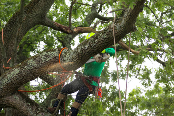 How Our Tree Care Process Works  in  Northlake, TX