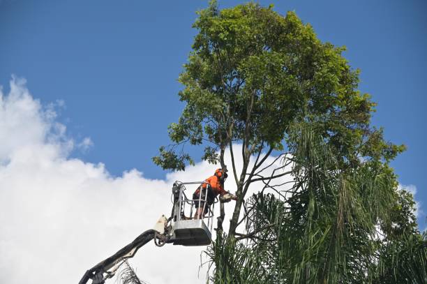 Best Lot and Land Clearing  in Northlake, TX