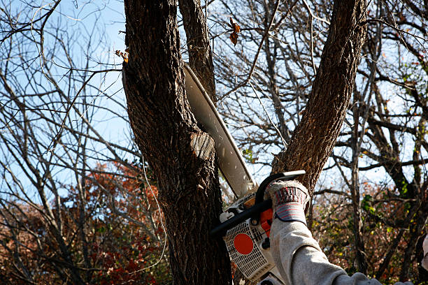  Northlake, TX Tree Care Pros