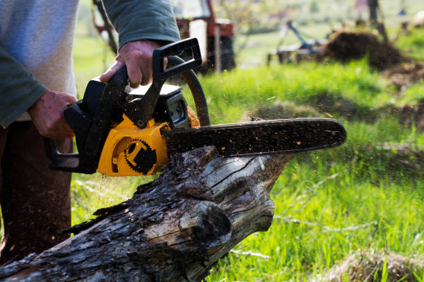 Professional Tree Care in Northlake, TX